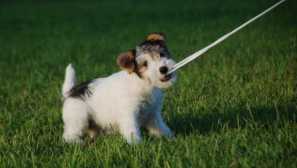 Fox terrier важкий -опис породи, характеру, змісту, догляду та виховання